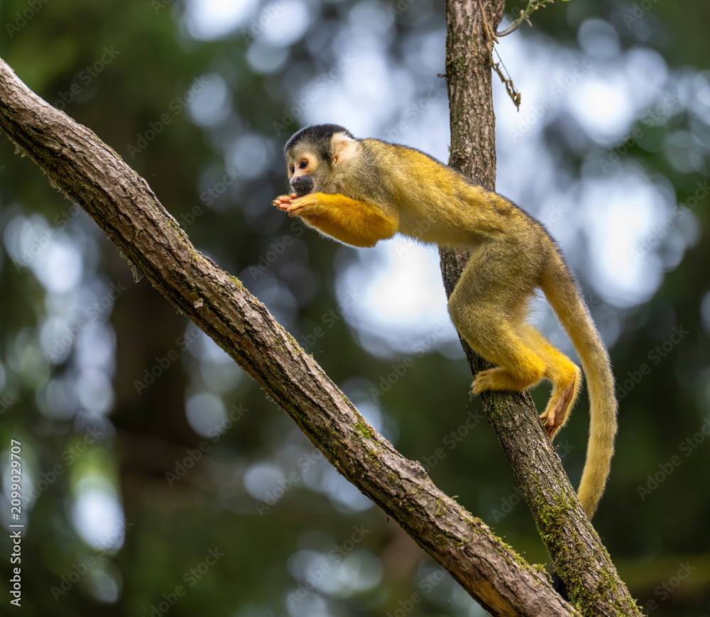 Obraz premium Common squirrel monkey balancing on a tree branch in lush tropical forest with beautiful natural bokeh and selective focus