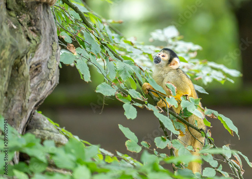 Photography Young squirrel monkey climbing leafy branches in a green forest canopy looking u