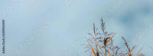 Copy space, soft background, autumn reeds, minimal nature background. Banner