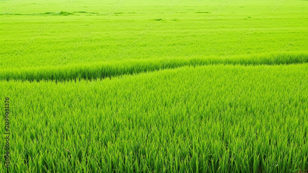 Obraz premium Aerial View of Freshly Cut Green Grass Meadow