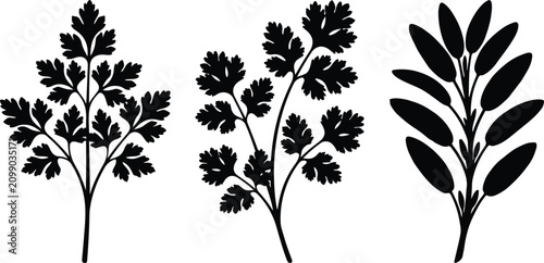 Schilderij op canvas Solid black silhouettes of fresh parsley cilantro and sage sprigs