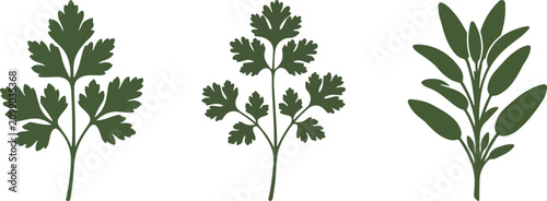 Cuadro en lienzo Fresh green parsley cilantro and sage herb stems icon set