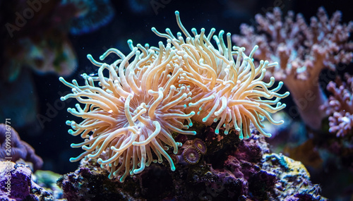 clown fish in anemone