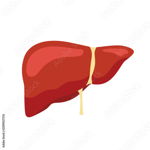 Liver illustration displays the internal human organ with a flat design style for medical education.