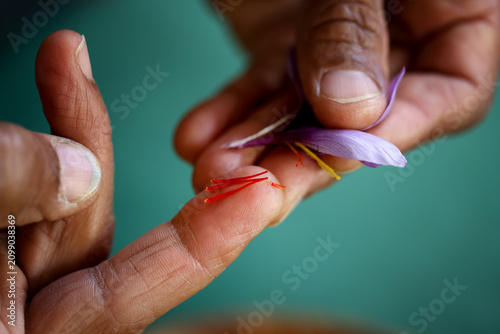 Obraz na plátně Harvesting saffron stigmas by hand from Crocus sativus flower