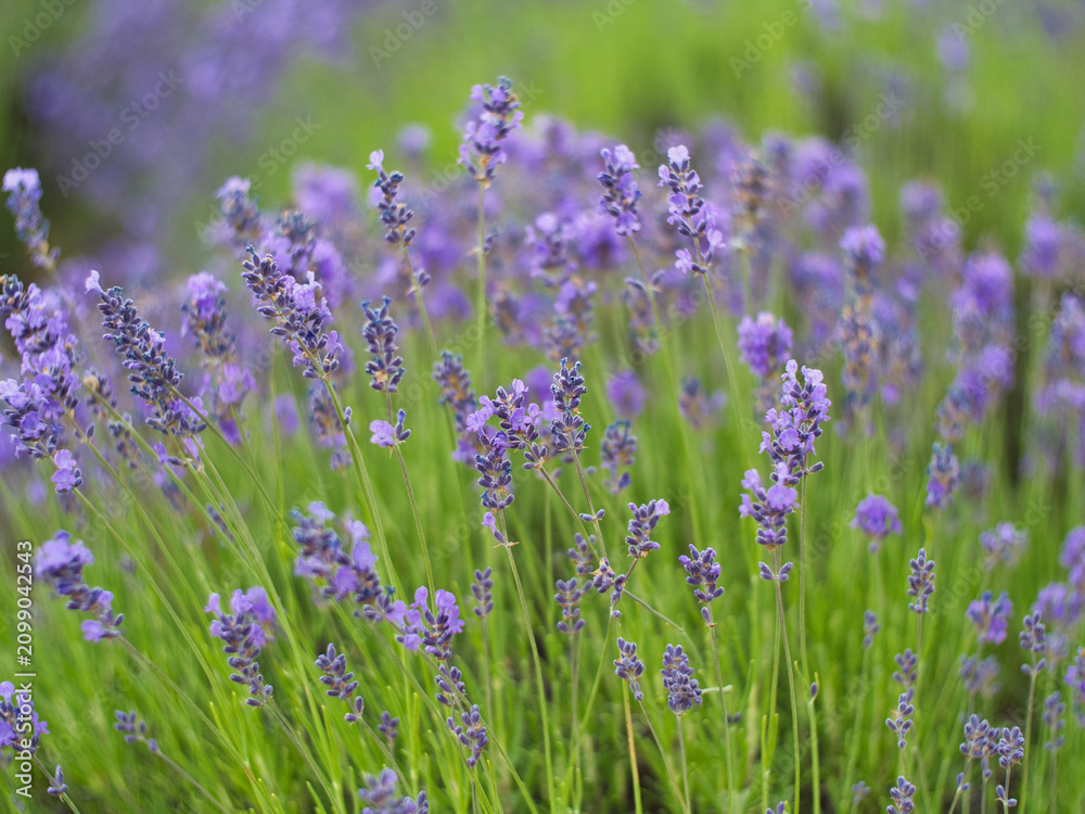 Obraz premium lavender flowers in the field