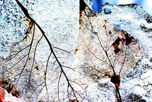Leaf skeleton covered in ice.