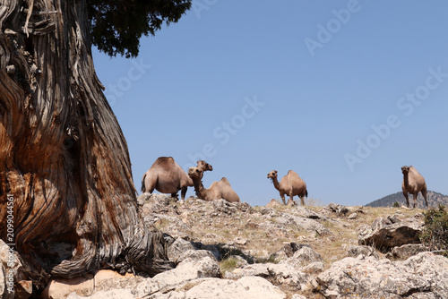 The nomads' camels are resting.