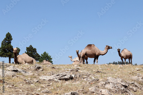 The nomads' camels are resting.