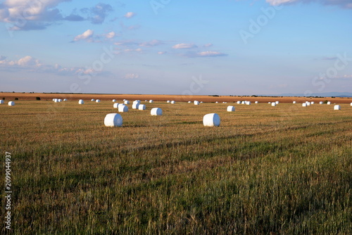 Wide angle view of white plastic wrapped round hay bales scattered across a vast agricultural field under a blue sky