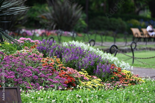Photography 日比谷公園の花壇に咲く色鮮やかな季節の花々  
Vibrant seasonal flowers blooming in the garden beds of