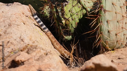 Red Diamond Rattlesnake Tail Desert