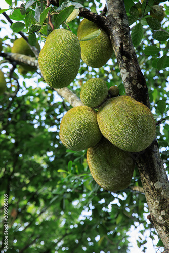 Fotografie Green jackfruit grow on the Jack fruit tree