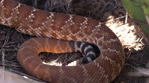 Rattlesnake Tail Hiding in Cactus