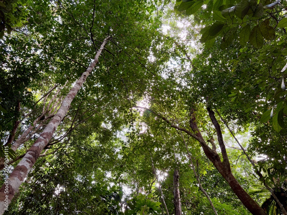 Fototapeta premium Looking Up at Tall Trees and Green Canopy in Tropical Rainforest