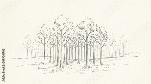 A forest scene with tall trees, a clearing, and a path leading into the distance, with a few scattered trees in the foreground and a grassy area in the background.