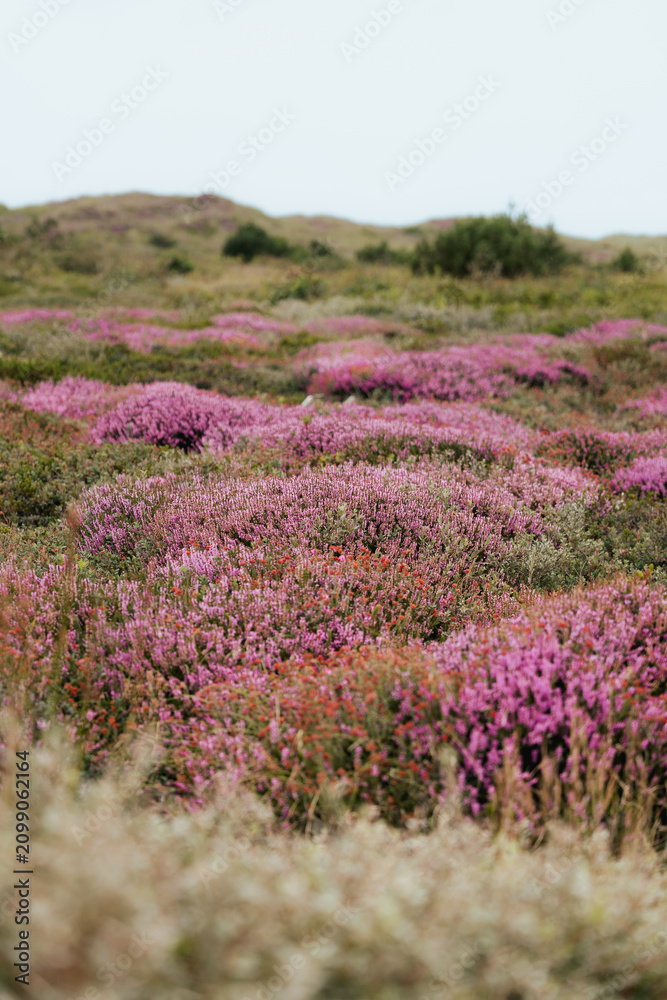 Fototapeta premium ast coastal heathland landscape covered in blooming purple heather
