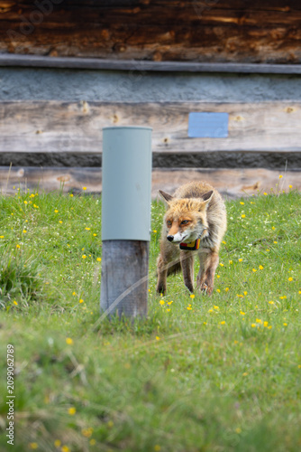 Red fox walking through a green meadow with wildflowers, wearing a tracking collar