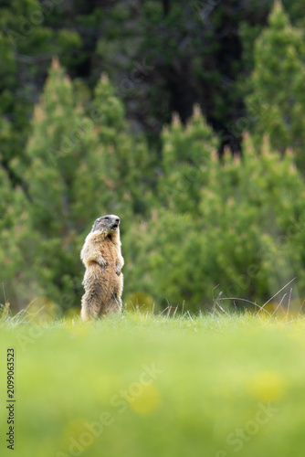 Alpine marmot standing on hind legs, looking around, vigilance in nature