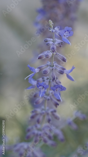 Delicate blue salvia flowers illuminated by soft backlight, creating a dreamy atmosphere with glowing edges and creamy bokeh. Close-up botanical photography highlighting the beauty of blooming flowers