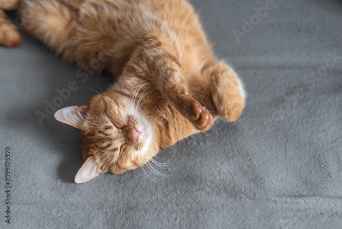 Funny ginger cat sleeping on its back with paws up, silly and relaxed pose for pet napping.