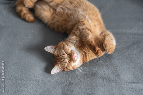 Funny ginger cat sleeping on its back with paws up, silly and relaxed pose for pet napping.