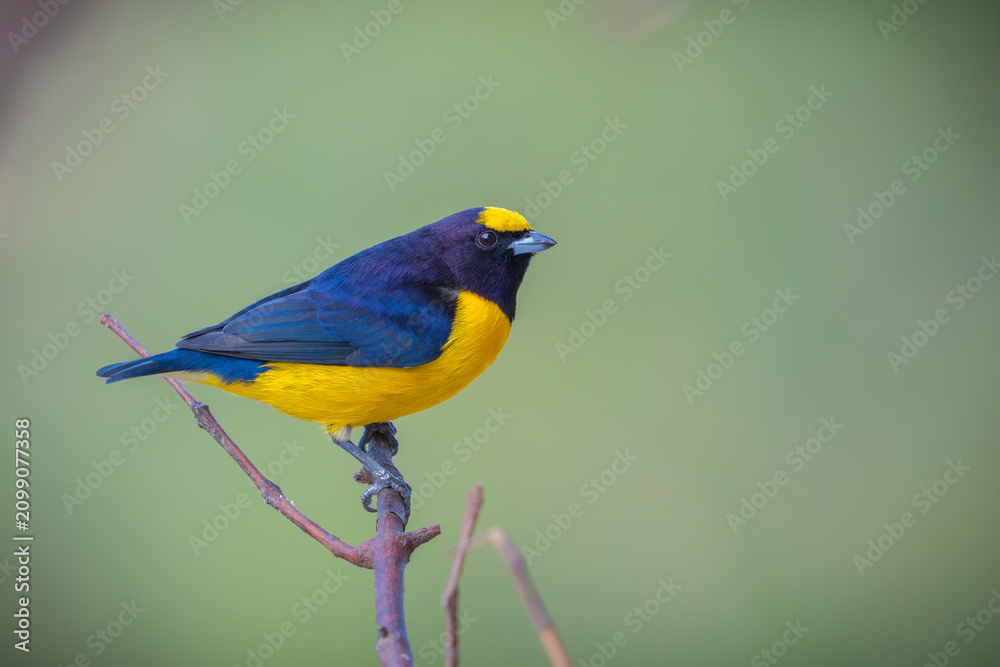 Fototapeta premium Purple-throated Euphonia