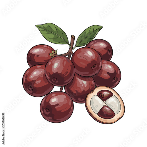 Konstfotografi Bunch of Ripe Java Plum Fruits Vector Illustration