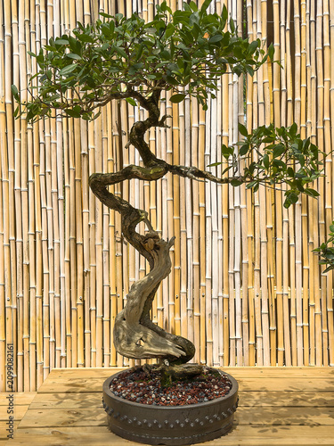 Fotografie Sample of a buttonwood (binomial name: Conocarpus erectus) trained as bonsai since 1990, on display in shade by a bamboo wall in an ornamental garden in Florida