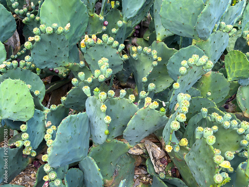 Quadro su tela Profusion of flower-and-fruit buds in a clonal colony of erect pricklypear (bino