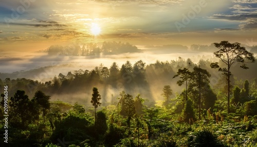 Lush Forest Scene At Morning Sunrise In Borneo Malaysia