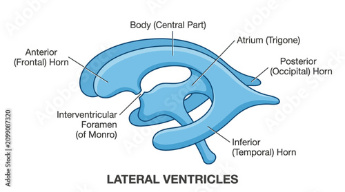 Schilderij op canvas Detailed illustration of lateral ventricles in the brain with labeled parts on a white background