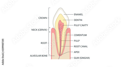 Foto Detailed illustration of a labeled tooth anatomy diagram showing various parts on a white background with educational labels