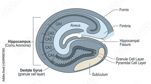 Принти на полотні Detailed illustration of a brain's hippocampus structure with labeled components