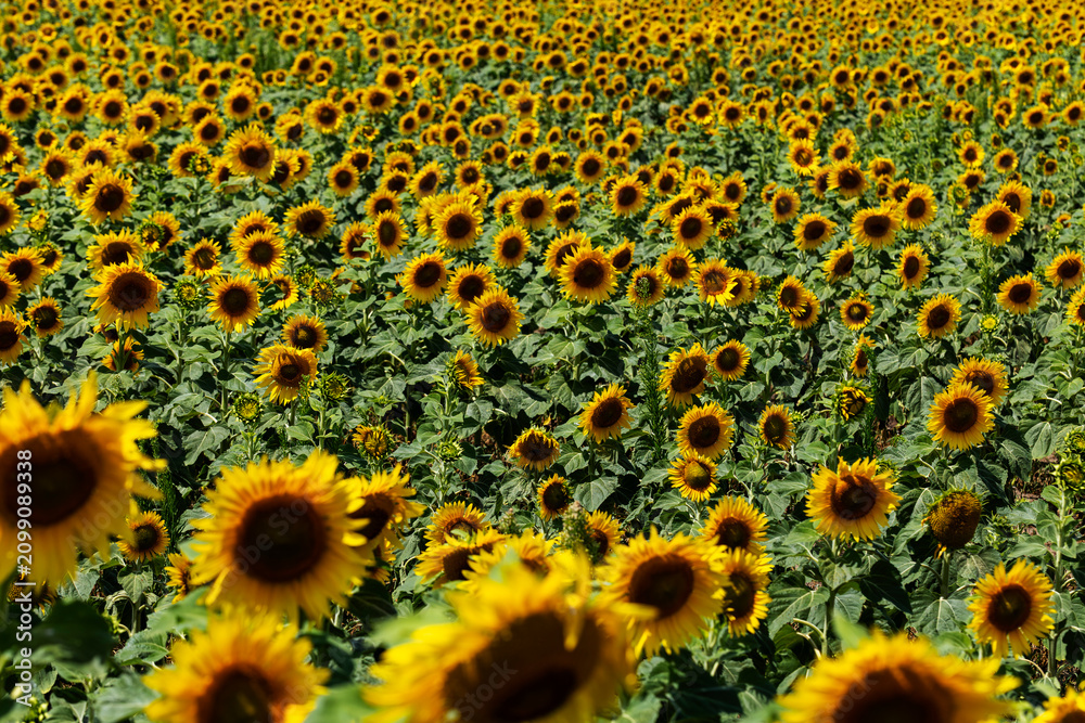 Fototapeta premium sunflower field (Helianthus annuus) in full bloom, found in early summer in Brandenburg, Germany