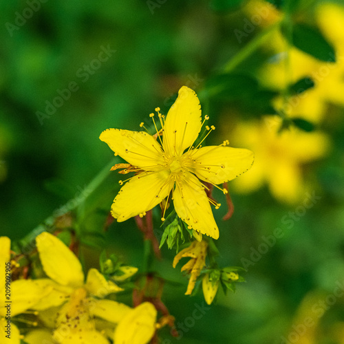 Fotografía Golden Hypericum Flowers Against Soft Green Background