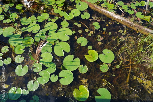 Fotografie High-angle view of green lily pads and various aquatic plants floating on the st