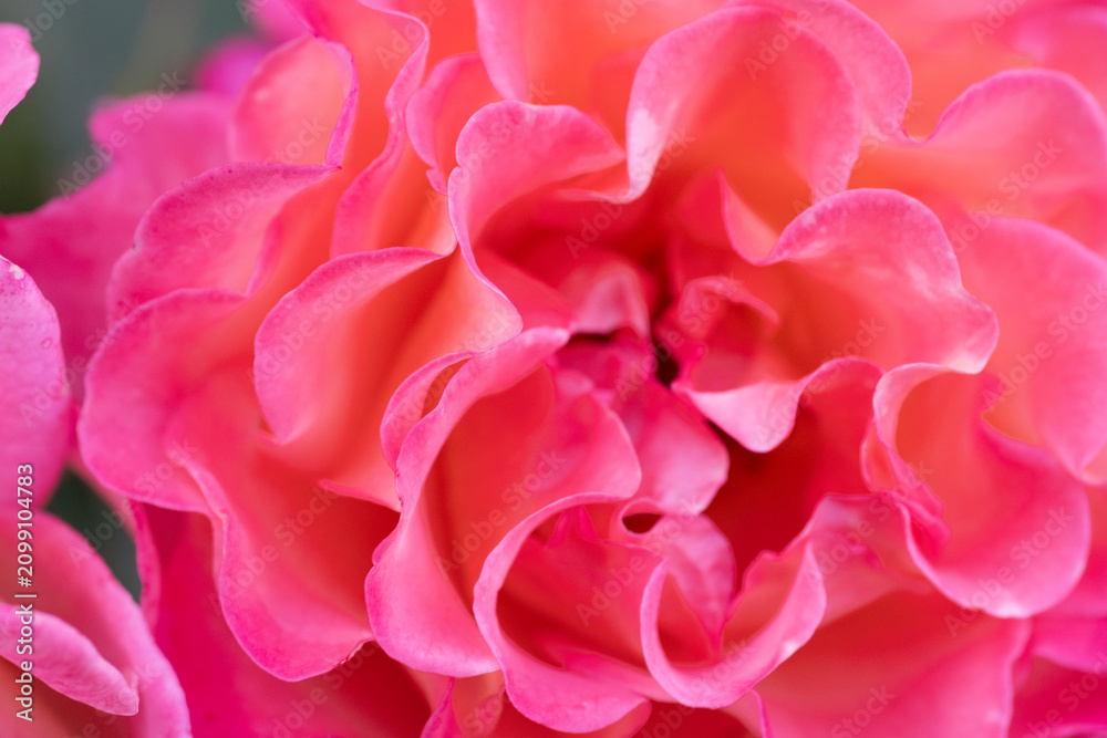 Fototapeta premium amazing pink-apricot nejn color peony type rose. extreme macro background