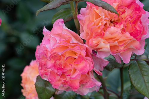 amazing pink-apricot peony type roses blossoming at cloudy  day. macro