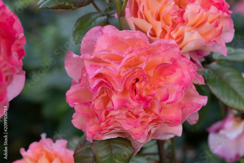 amazing pink-apricot peony type roses blossoming at cloudy  day. close up