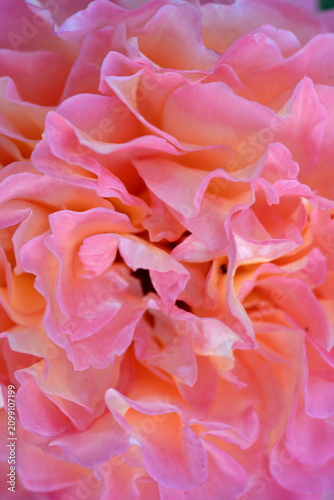 amazing pink-apricot nejn color peony type rose. extreme macro background