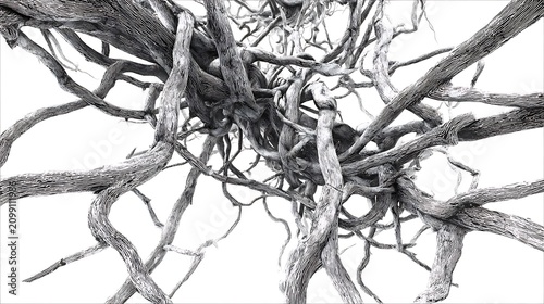 Abstract thick tangled tree roots pattern isolated on white background.