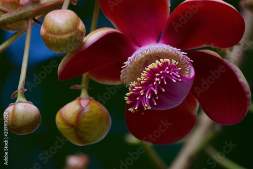 Obraz na plátně Cannonball tree flower close up with vibrant red petals and tropical blossom