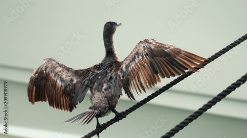 Great cormorant bird with wings spread, perching on a thick black rope in nature, drying feathers after diving