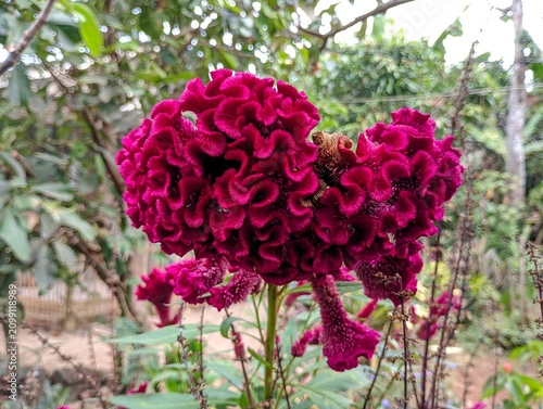 Fotografía Vibrant dark red cockscomb flower blooming in a lush garden setting