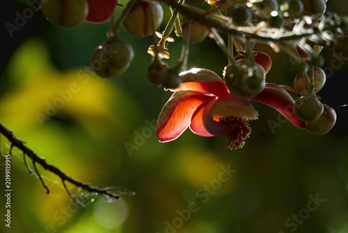Bild auf Leinwand Cannonball tree flower close up with vibrant red petals and tropical blossom