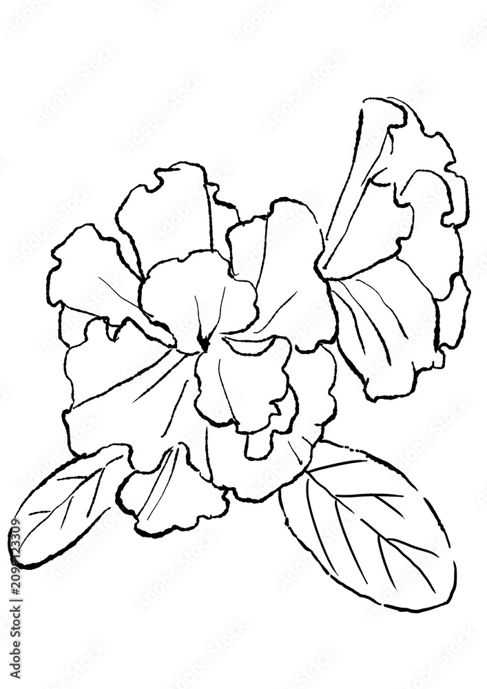 Fototapeta premium 咲き誇るアザレアの花の手描きの線画イラスト タイトル変更(透過PNG)
