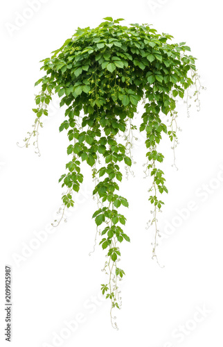 PNG Lush cascading green hanging plant.