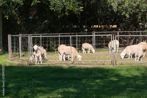 Schilderij op canvas Flock of sheep in portable pens used as Lamb Mowers to maintain and care for a l
