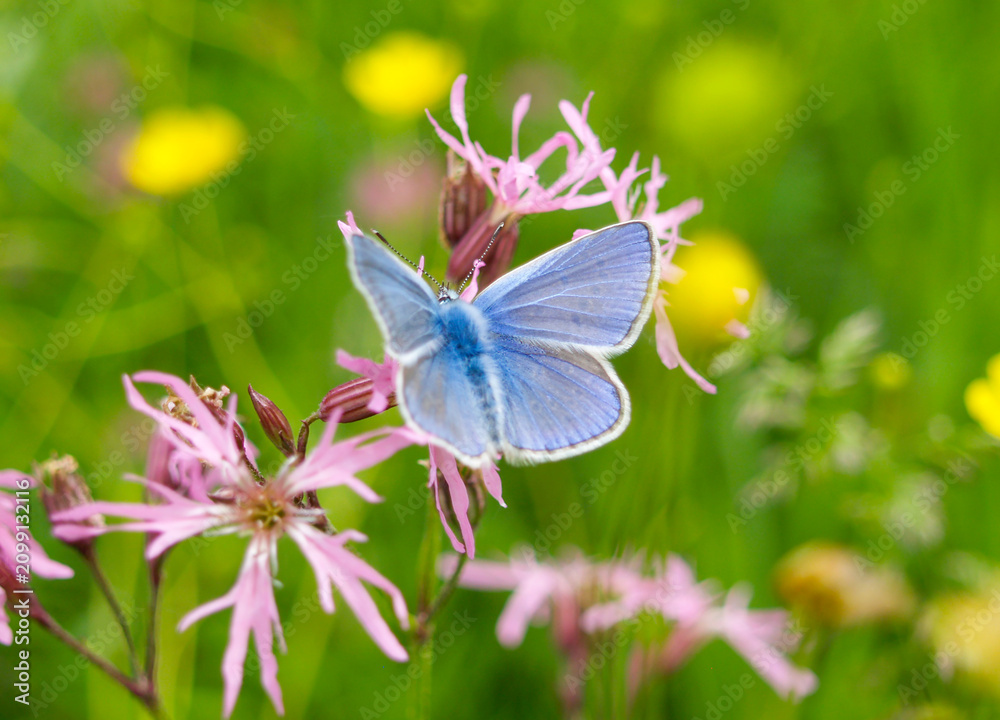 Fototapeta premium delicate gossamer-winged butterfly Lycaenidae with open wings sitting on a pink wildflower in a green meadow